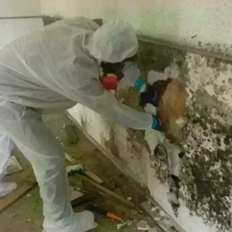 Mold Remediation and Removal in Butte County, CA